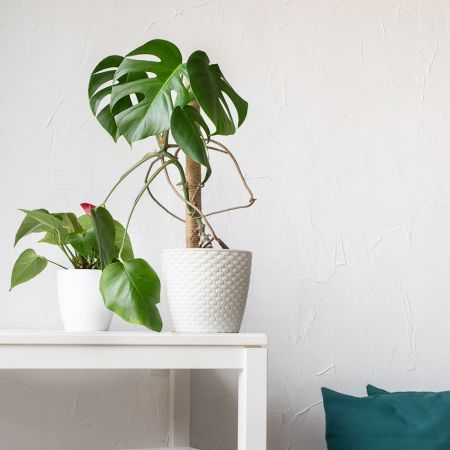 imagen arquitectura holística terapia